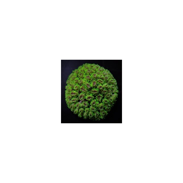 Galaxea spp. (Green) | LPS-kivikoralli | Akvaariokeidas