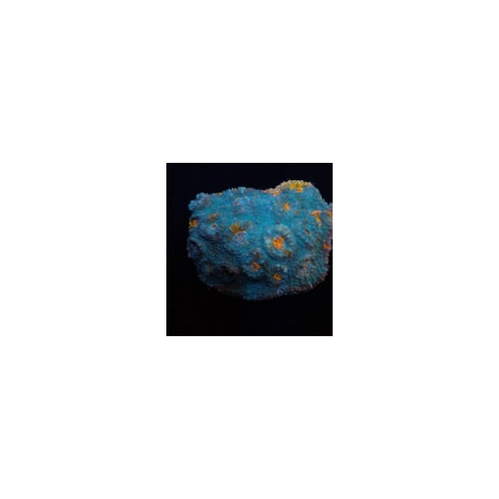 Mycedium spp. (Ultra) | LPS-kivikoralli | Akvaariokeidas