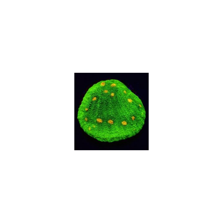 Echinophyllia spp. (Space Invader) | LPS-kivikoralli | Akva…
