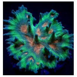 Pectinia spp. (Orange Center) | LPS-kivikoralli | Akvaariok…