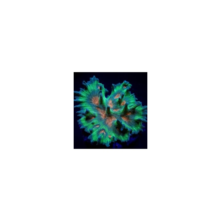 Pectinia spp. (Orange Center) | LPS-kivikoralli | Akvaariok…