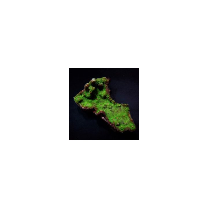 Echinophyllia spp. (Premium) | LPS-kivikoralli | Akvaarioke…