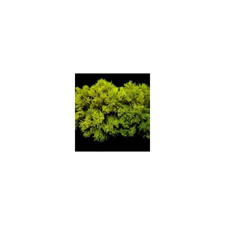Goniopora spp. (Yellow) | LPS-kivikoralli | Akvaariokeidas
