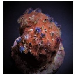 Spirobranchus spp. (+Rock) | LPS-kivikoralli | Akvaariokeid…