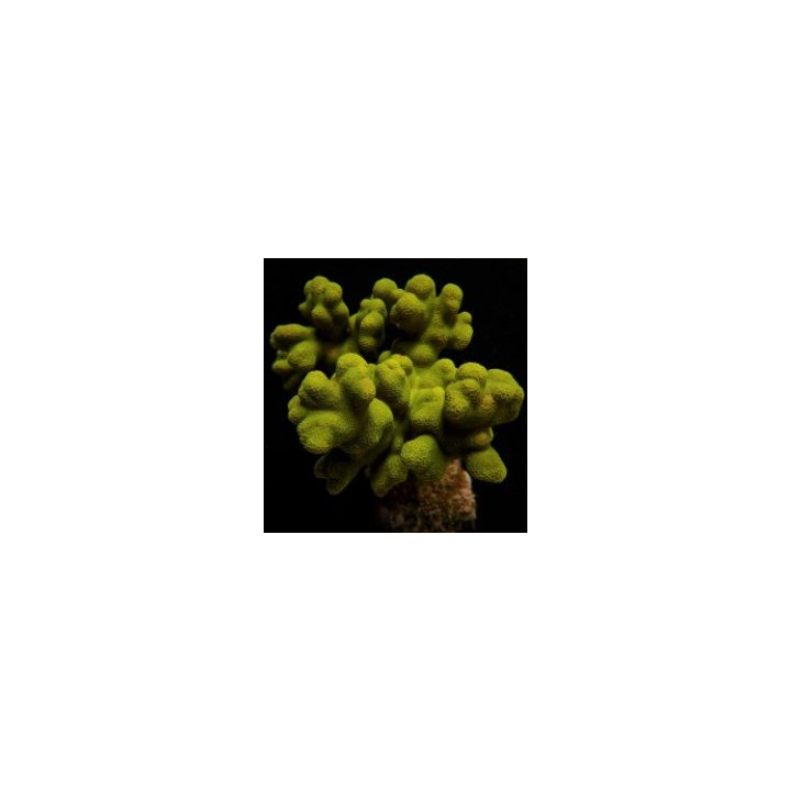 Porites cylindrica (Yellow) | LPS-kivikoralli | Akvaariokei…