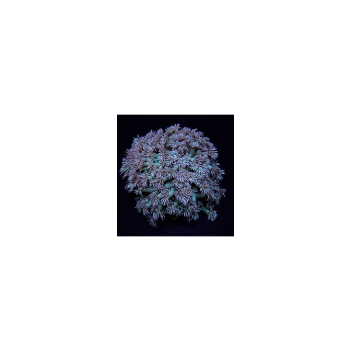 Goniopora spp. (Green) | LPS-kivikoralli | Akvaariokeidas