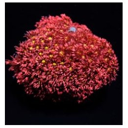 Goniopora spp. (Red-Yellow-Green Center) | LPS-kivikoralli …