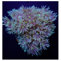 Goniopora spp. (Green-Blue Center) | LPS-kivikoralli | Akva…