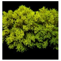 Goniopora spp. (Yellow) | LPS-kivikoralli | Akvaariokeidas