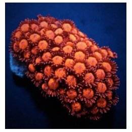 Goniopora spp. (Red) (Ultra) | LPS-kivikoralli | Akvaarioke…