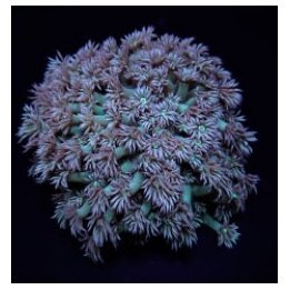 Goniopora spp. (Green) | LPS-kivikoralli | Akvaariokeidas