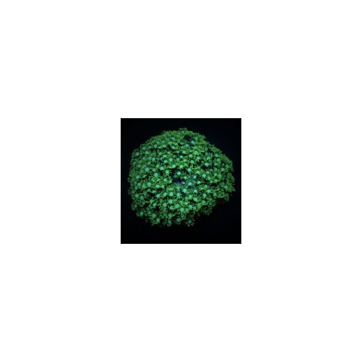 Alveopora spp. (Green) | LPS-kivikoralli | Akvaariokeidas