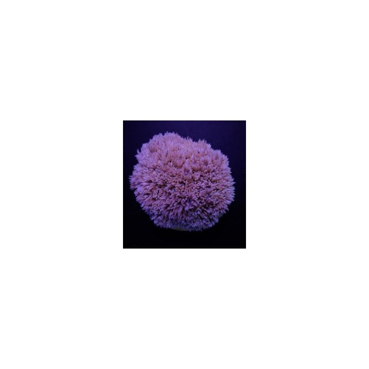 Goniopora spp. (Blue-Purple) | LPS-kivikoralli | Akvaarioke…