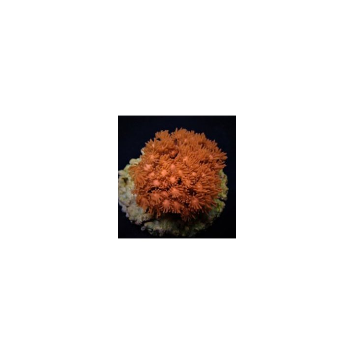 Goniopora spp. (Red) (Premium) | LPS-kivikoralli | Akvaario…