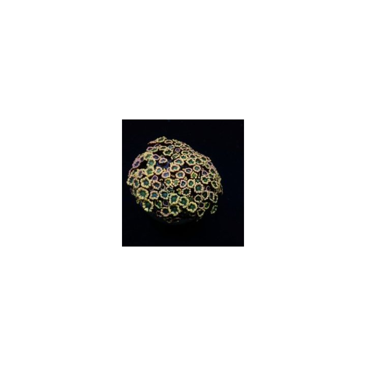 Alveopora spp. (Ultra) | LPS-kivikoralli | Akvaariokeidas