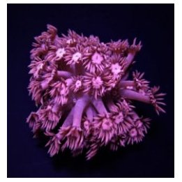 Goniopora spp. (Pink) | LPS-kivikoralli | Akvaariokeidas