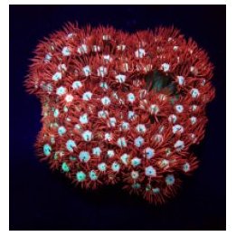 Goniopora spp. (Fire and Ice) | LPS-kivikoralli | Akvaariok…