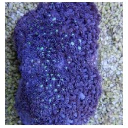 Goniopora spp. (Blue) (Premium) | LPS-kivikoralli | Akvaari…