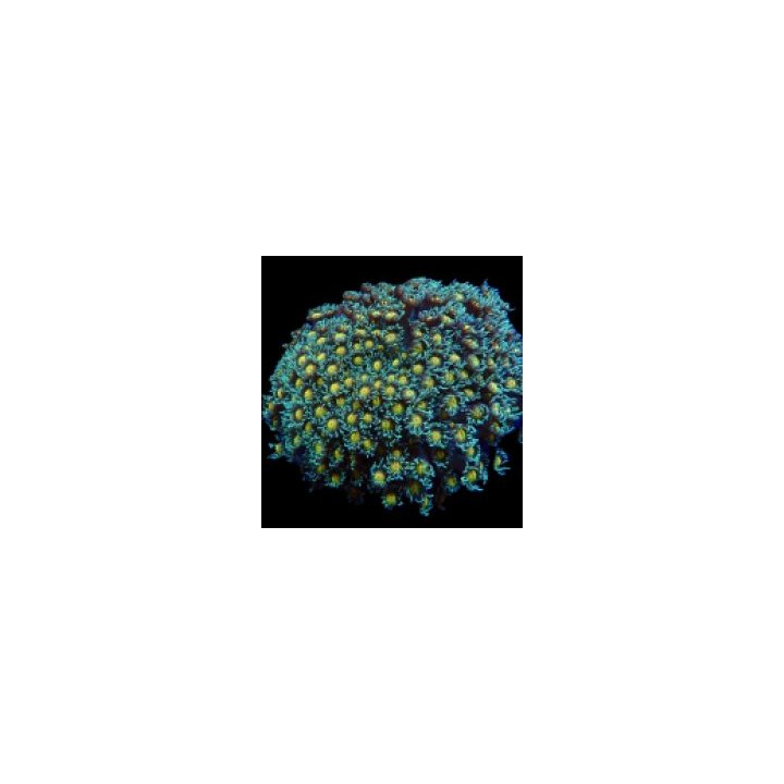 Goniopora spp. (Orange Center) | LPS-kivikoralli | Akvaario…