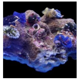 Spirobranchus spp. (+Rock) (Australia) | LPS-kivikoralli | …