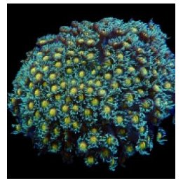 Goniopora spp. (Orange Center) | LPS-kivikoralli | Akvaario…