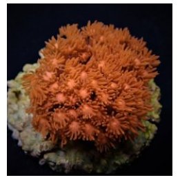 Goniopora spp. (Red) (Premium) | LPS-kivikoralli | Akvaario…