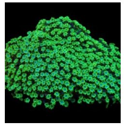 Alveopora spongiosa (Green) | LPS-kivikoralli | Akvaariokei…