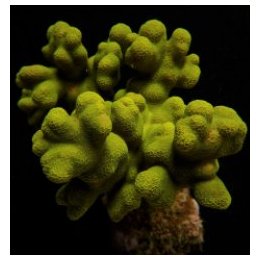 Porites cylindrica (Yellow) | LPS-kivikoralli | Akvaariokei…