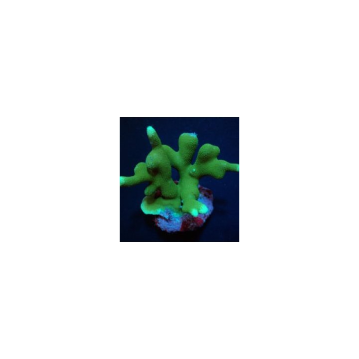 Porites cumulatus | LPS-kivikoralli | Akvaariokeidas