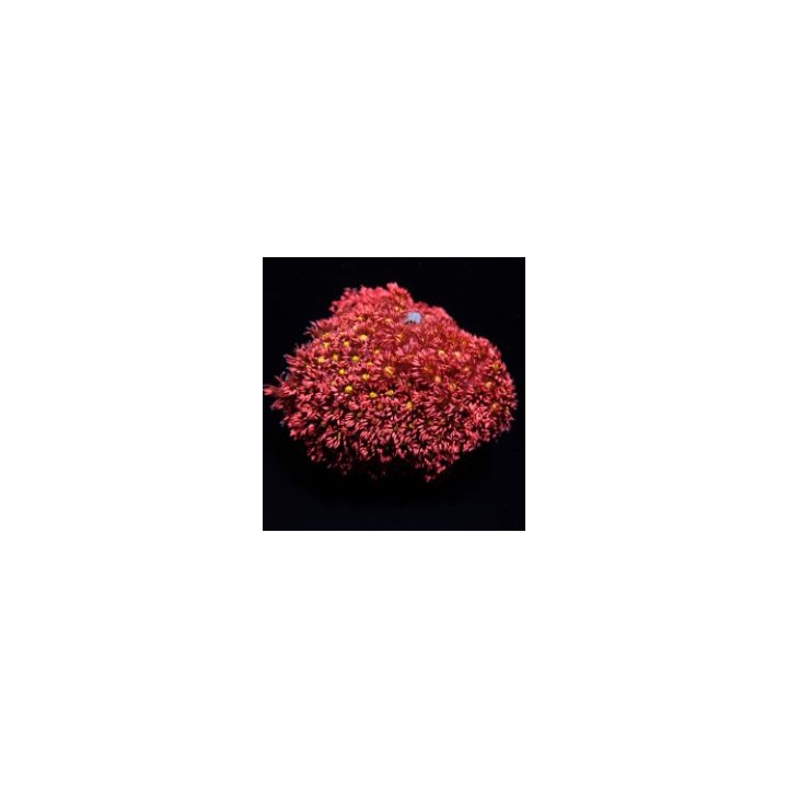 Goniopora spp. (Red-Yellow-Green Center) | LPS-kivikoralli …