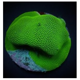 Porites spp. (Encrusting) | LPS-kivikoralli | Akvaariokeidas