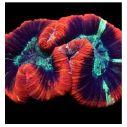 Trachyphyllia spp. (Premium) | LPS-kivikoralli | Akvaarioke…