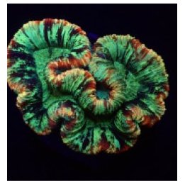 Trachyphyllia spp. (Rainbow) | LPS-kivikoralli | Akvaarioke…