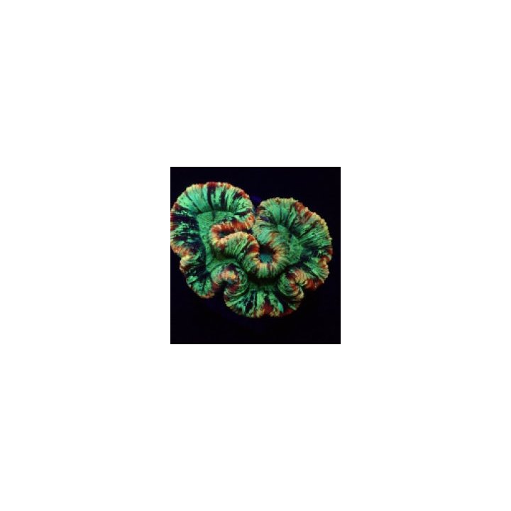 Trachyphyllia spp. (Rainbow) | LPS-kivikoralli | Akvaarioke…