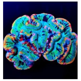 Trachyphyllia spp. (Master Grade) | LPS-kivikoralli | Akvaa…
