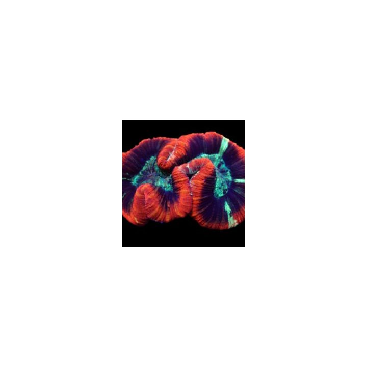 Trachyphyllia spp. (Premium) | LPS-kivikoralli | Akvaarioke…