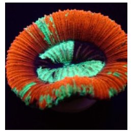 Trachyphyllia spp. (Red) | LPS-kivikoralli | Akvaariokeidas