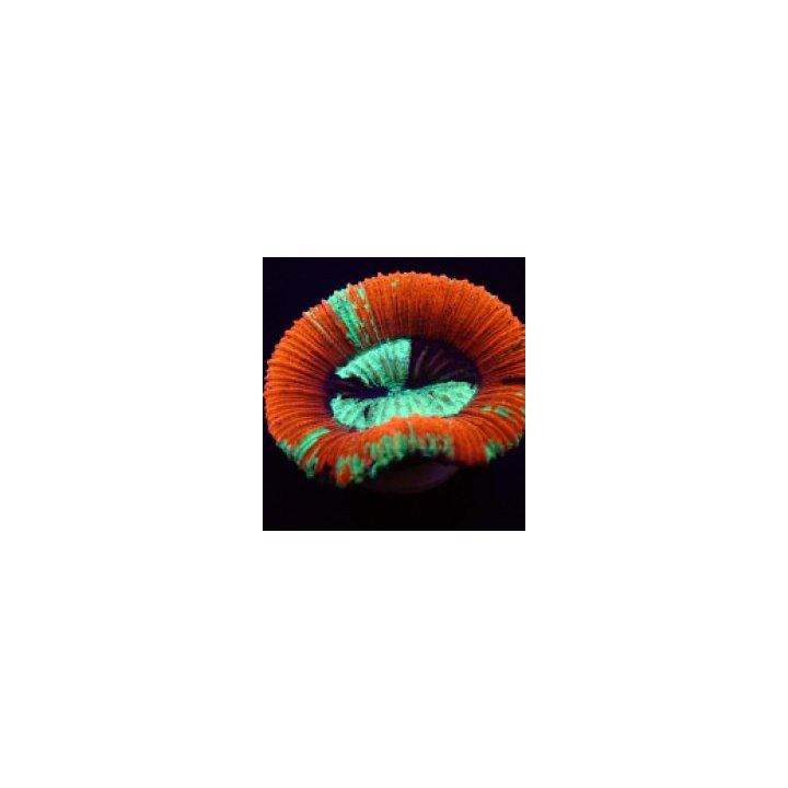 Trachyphyllia spp. (Red) | LPS-kivikoralli | Akvaariokeidas