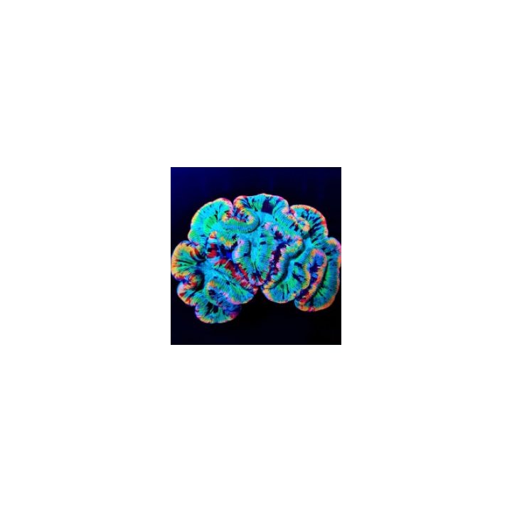 Trachyphyllia spp. (Master Grade) | LPS-kivikoralli | Akvaa…