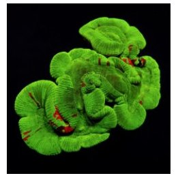 Trachyphyllia spp. (Bleeding Apple) | LPS-kivikoralli | Akv…