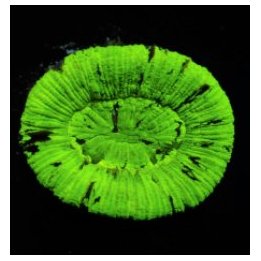 Trachyphyllia spp. (Green) | LPS-kivikoralli | Akvaariokeid…