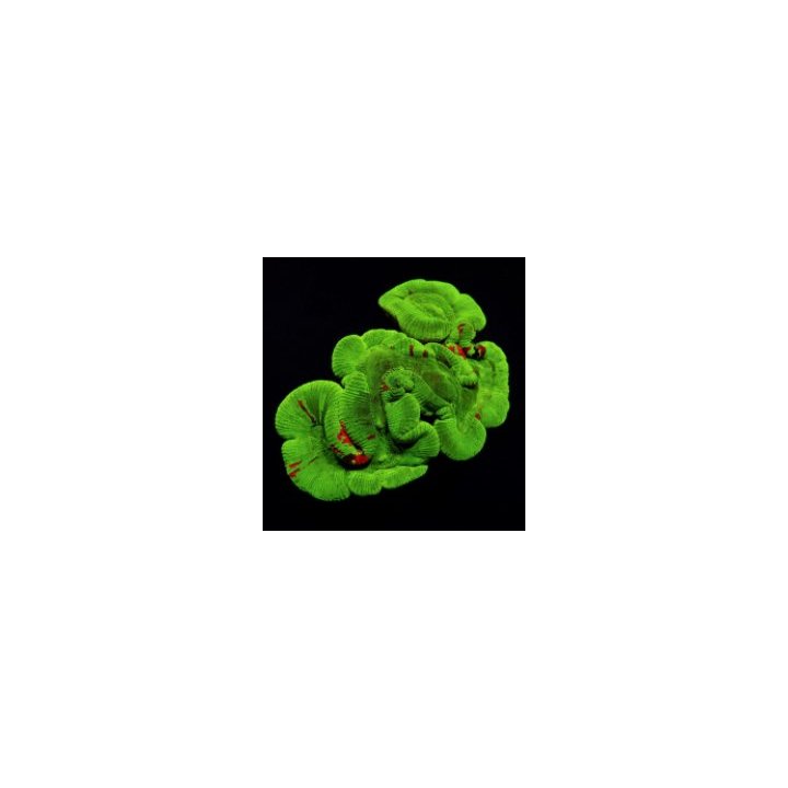 Trachyphyllia spp. (Bleeding Apple) | LPS-kivikoralli | Akv…