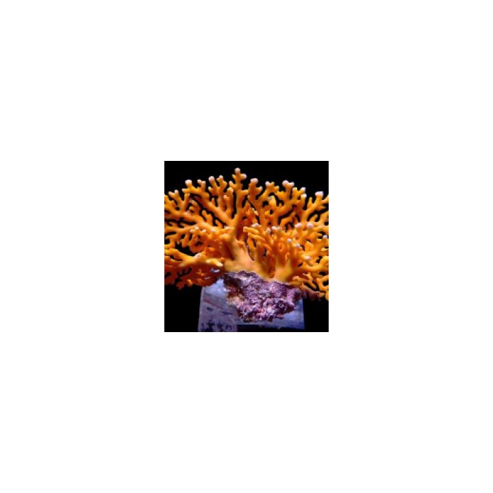 Distichopora violacea - Stylaster (Orange) | pehmytkoralli …