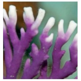 Distichopora violacea - Stylaster (Purple) | pehmytkoralli …