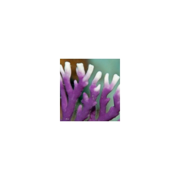 Distichopora violacea - Stylaster (Purple) | pehmytkoralli …