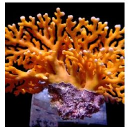 Distichopora violacea - Stylaster (Orange) | pehmytkoralli …