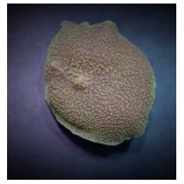 Platyzoanthus mussoides (Grade A) | levyvuokko | Akvaarioke…
