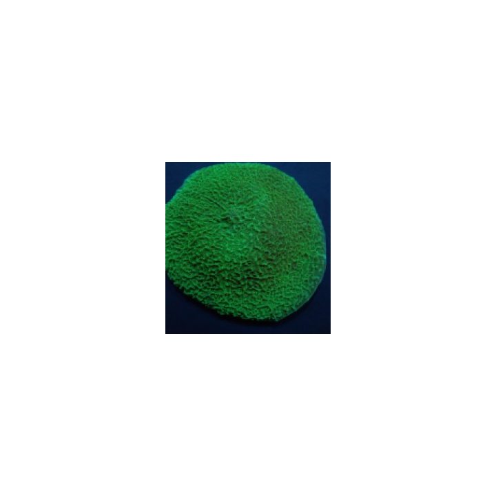 Platyzoanthus mussoides (Grade A) (per ear) | levyvuokko | …