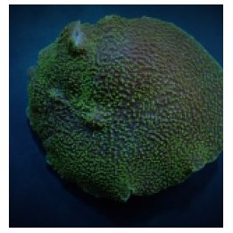Platyzoanthus mussoides (Green) | levyvuokko | Akvaariokeid…
