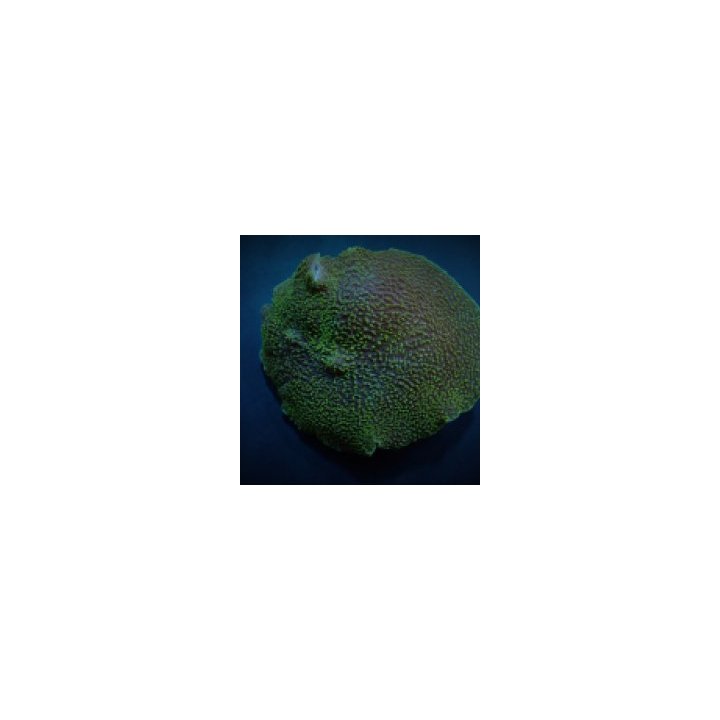 Platyzoanthus mussoides (Green) | levyvuokko | Akvaariokeid…
